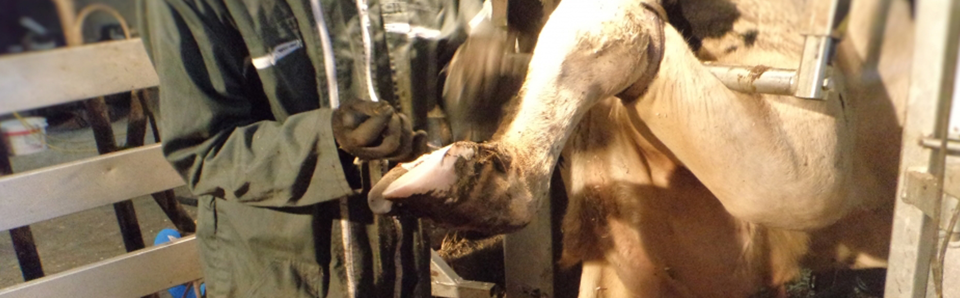 Vétérinaire s'occupant d'une vache